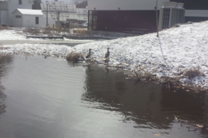 Ducks on the bank of a small pond with a light snow on the ground.